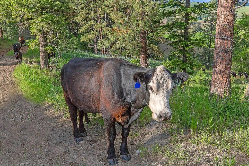 Wilderness Cabin - Eden Valley Oroville Ngoại thất bức ảnh